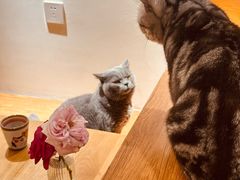 -有猫主题·治愈系猫咖(曾厝垵店)