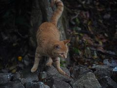 -萍乡武功山风景名胜区