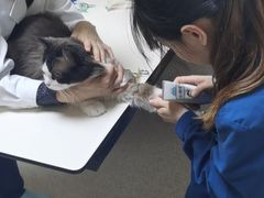 -谐和贝康宠物医院24小时·宠保定点(急重症转诊中心)