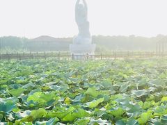 -荷塘月色湿地公园·向阳花洲