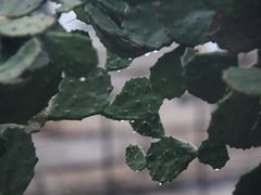 -胡里山炮台