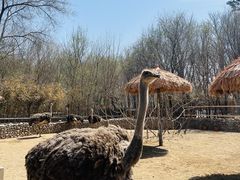 -北京野生动物园