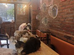 -豆逗聊愈猫阁Easy Life