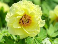 -洛阳市隋唐城遗址植物园