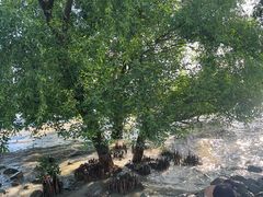 -宝安西湾红树林湿地公园