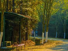 -上海海湾国家森林公园