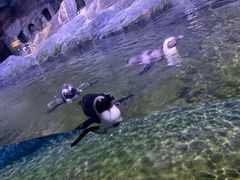 -暹罗海洋世界