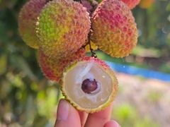 -水果立方果然鲜(升平路店)