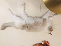 -飞行喵MR PILOT|猫舍·猫咖(静安大融城店)