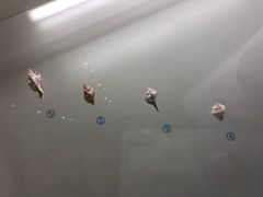 -青岛贝壳博物馆