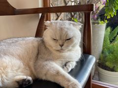 -有猫主题·治愈系猫咖(曾厝垵店)