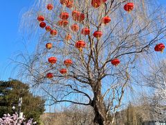-八大处公园