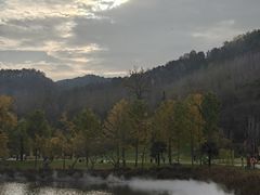 -千年银杏谷文化旅游区