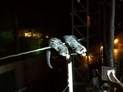 -清迈夜间动物园