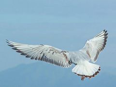 -深圳湾公园(南山区)