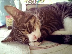iphone_upload_pic-海边的猫和咖啡馆