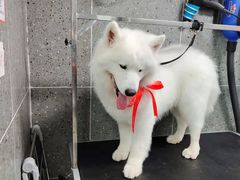 -宠物家(大兴旧宫店)