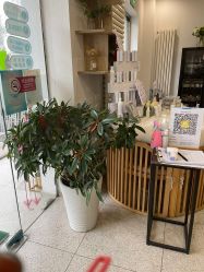 点击看大图 -薇薇安花系SPA