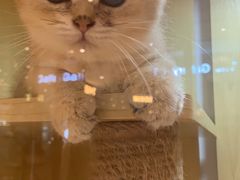 -momokira米努特·德文卷毛猫·棉花面纱犬