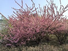 -洛阳市隋唐城遗址植物园