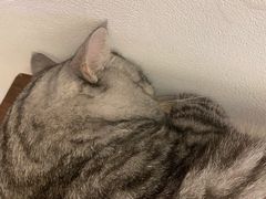 -猫友咖啡店(玉林西路店)