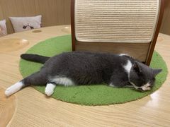 -猫和宫(六道口店)