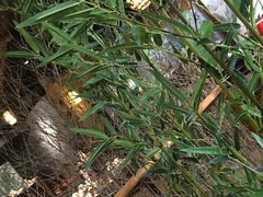 -功夫小龙虾·烧烤·江湖菜(金沙洲店)