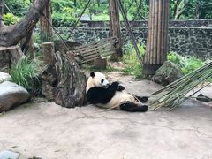 -都江堰中华大熊猫苑