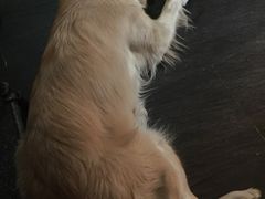 -百好乐宠物友好餐厅(朝外大街店)