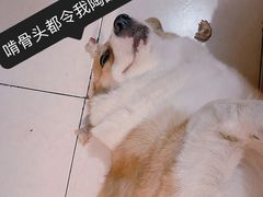 -震九州熟食(凯旋路店)
