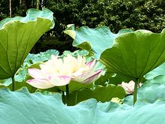 -陈家山荷花公园