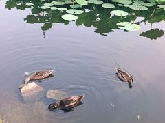 -前关湿地公园
