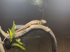 -帕帕拉兹宠物(亚洲旗舰店)