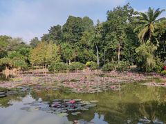 -中国科学院西双版纳热带植物园