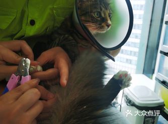 第一次带收养的流浪猫去洗澡，这家店的店员对猫咪可好了