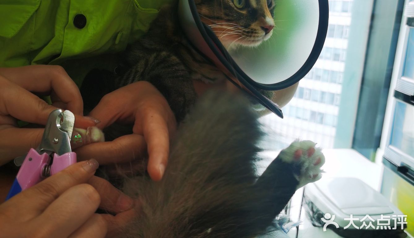 做个爱洗澡的猫吧