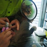 做个爱洗澡的猫吧
