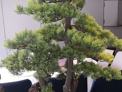 -顺峰(农展馆店)