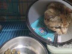 -乐琪宠物医院·犬猫专科·骨外科·急重症