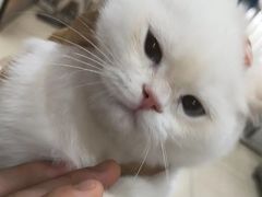 -米苏动物医院·犬猫专科·骨科外科内窥镜