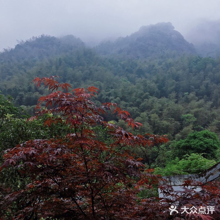 人间四月芳菲尽 花台杜鹃始盛开