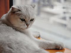 -蓝鲸·缅因猫舍