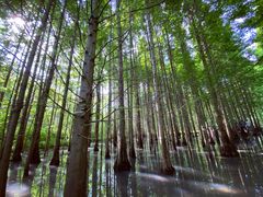 -桤木河湿地公园