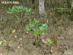 -东寨港红树林旅游区