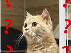 -猫宠乐园·专业洗护
