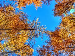 -塞罕坝国家级自然保护区