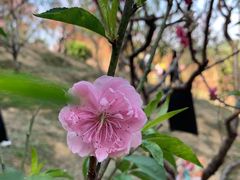 -桃花涧