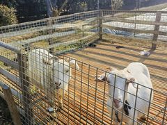 -小鱼草莓采摘园农家乐·小鱼餐厅