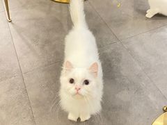-飞行喵MR PILOT|猫舍·猫咖(静安大融城店)