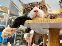 -豆逗聊愈猫阁Easy Life